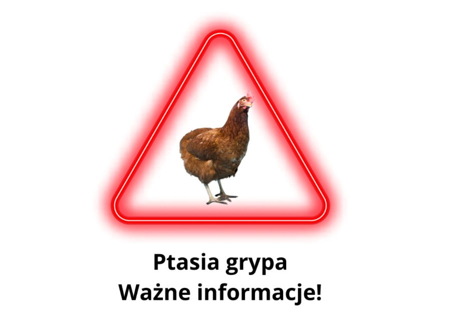 Obraz artykułu - Ptasia grypa. Co zrobić, gdy znajdziesz martwego ptaka?